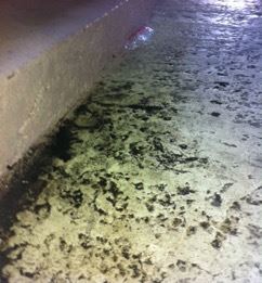 Moldy walkway